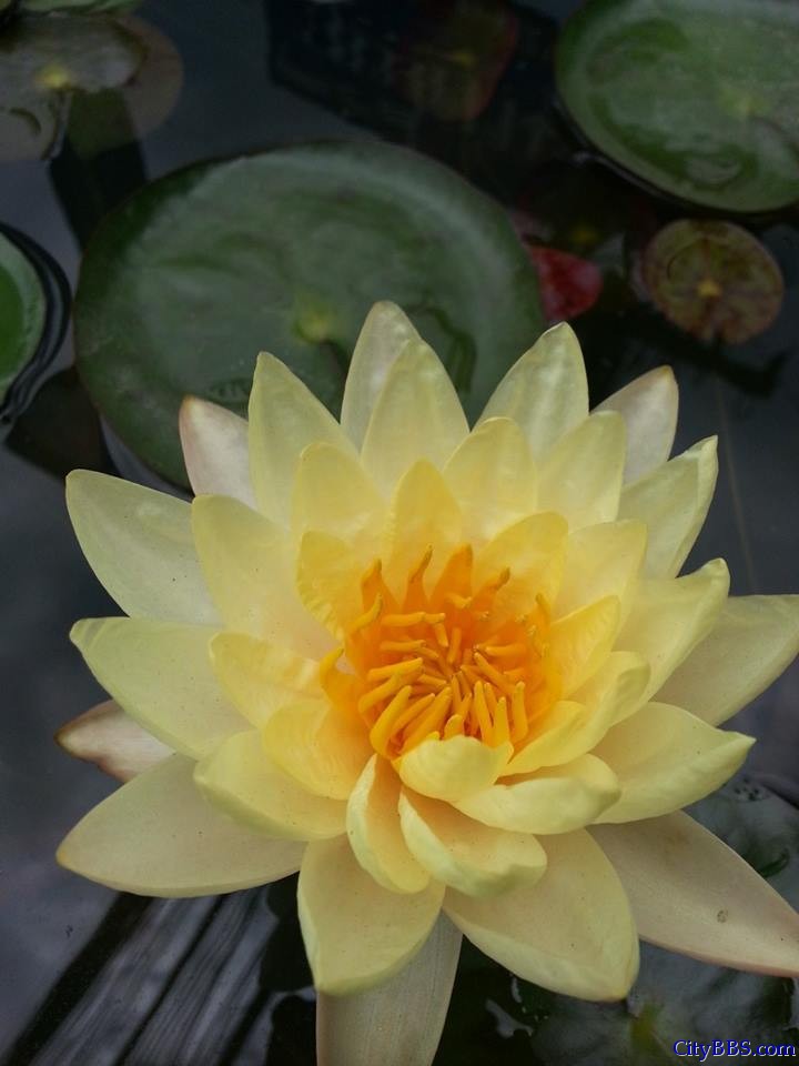 清迈旅游风情_Chiang Mai Travel