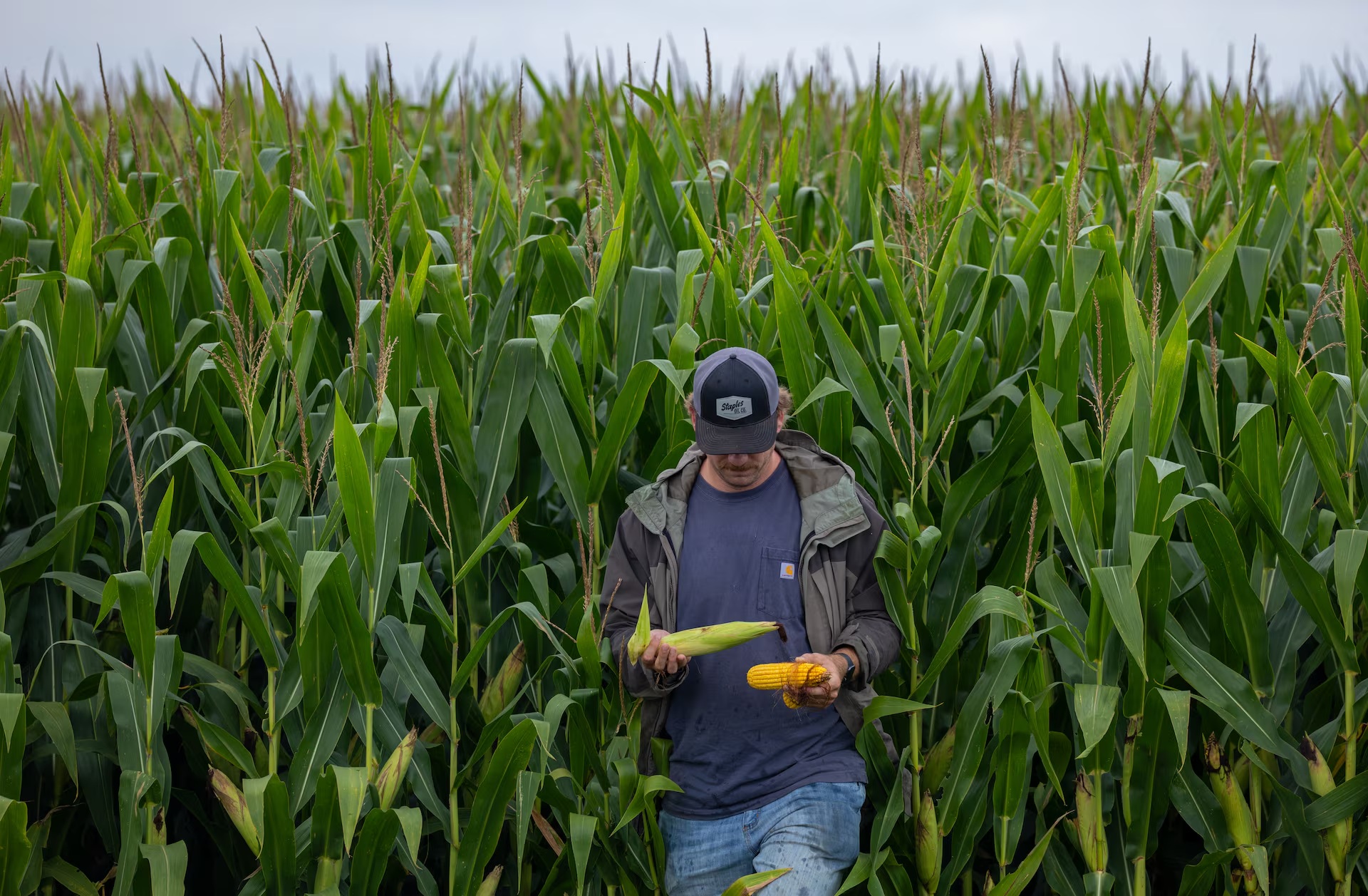 杰克·古斯（Jake Guse）是今年“专业农民作物巡查”活动的作物巡查员，他在印第安纳州西北部采集玉米样本  ...